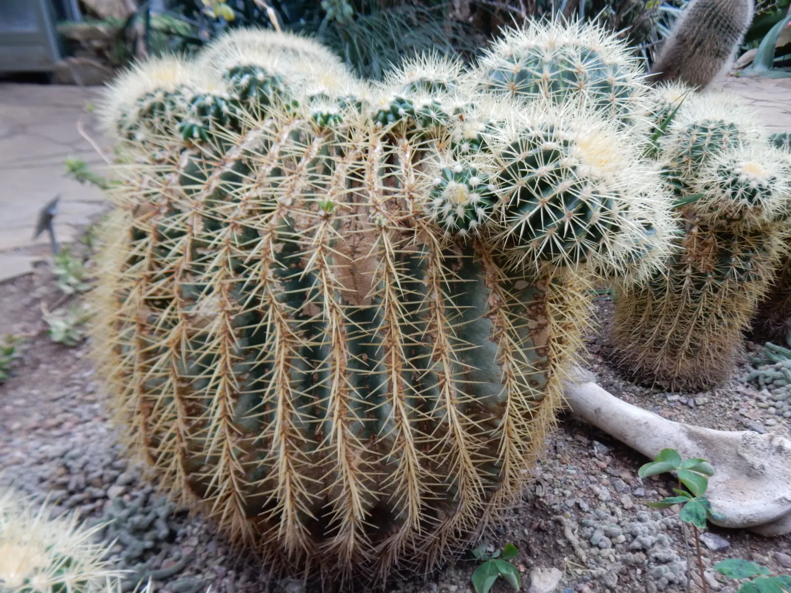 Golden Barrel Cactus (Echinocactus Grusonii) — consideration should be given to its mature size and spiny texture; typically reaching 2-3 feet in, image 158