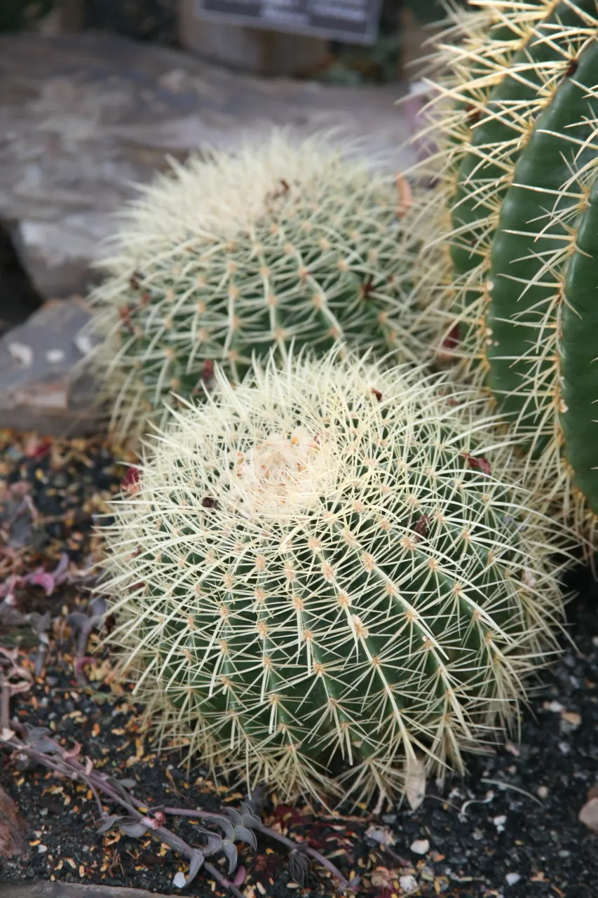 Golden Barrel Cactus (Echinocactus Grusonii) — sharp spines that protect it from herbivores; presents a striking spherical form that eventually, image 70