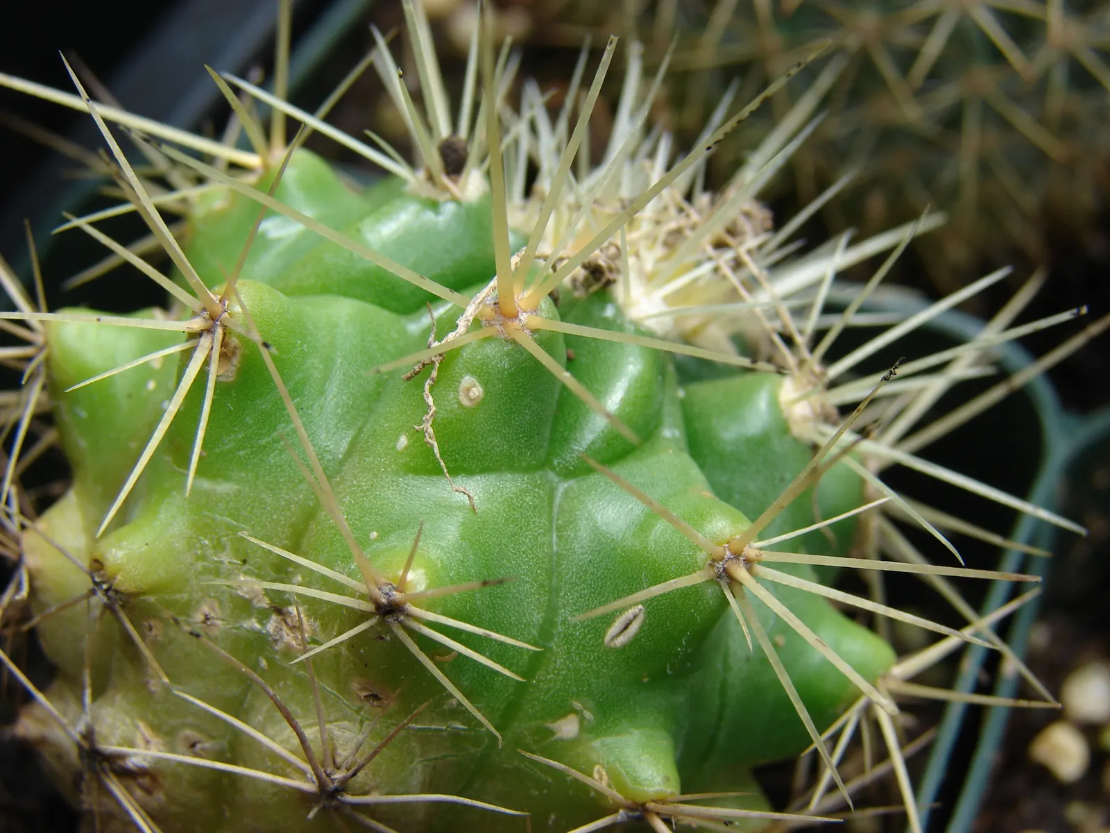 Golden Barrel Cactus (Echinocactus Grusonii) — the Golden Barrel Cactus showcases a ring of showy yellow flowers at its crown; is a spherical plant, image 132