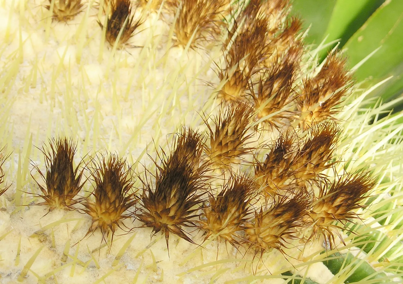 Golden Barrel Cactus (Echinocactus Grusonii) — When incorporated into garden designs