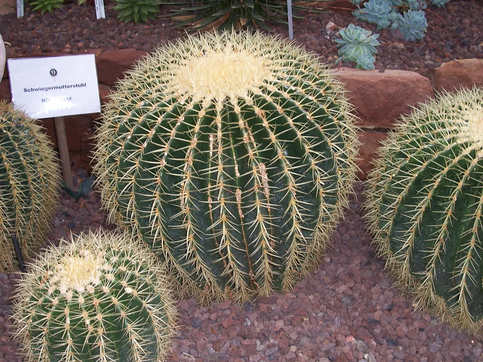Golden Barrel Cactus (Echinocactus Grusonii) — Its vivid yellow flowers atop the crown offer a vibrant display; the Golden Barrel Cactus showcases, image 65