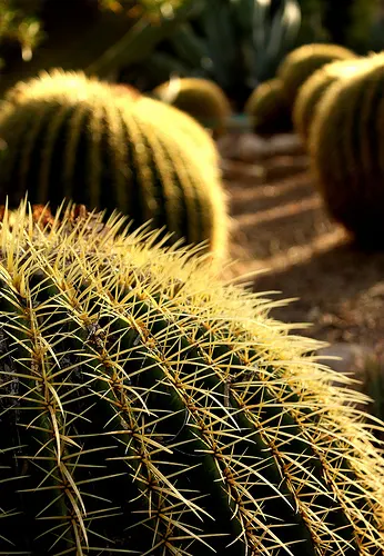 Golden Barrel Cactus (Echinocactus Grusonii) — ensuring it is placed where it will not pose a risk to passersby; sharp spines that protect it from, image 119