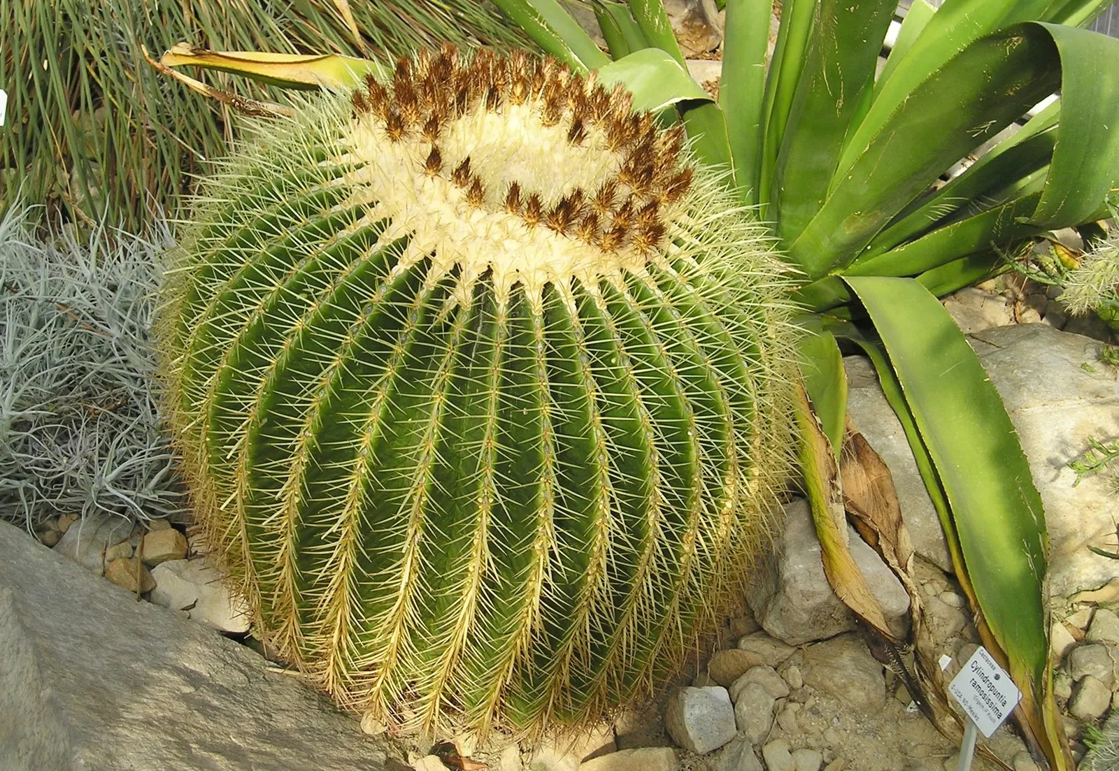 Golden Barrel Cactus (Echinocactus Grusonii) — although flowering is rare for specimens grown indoors; as an iconic symbol of arid landscapes