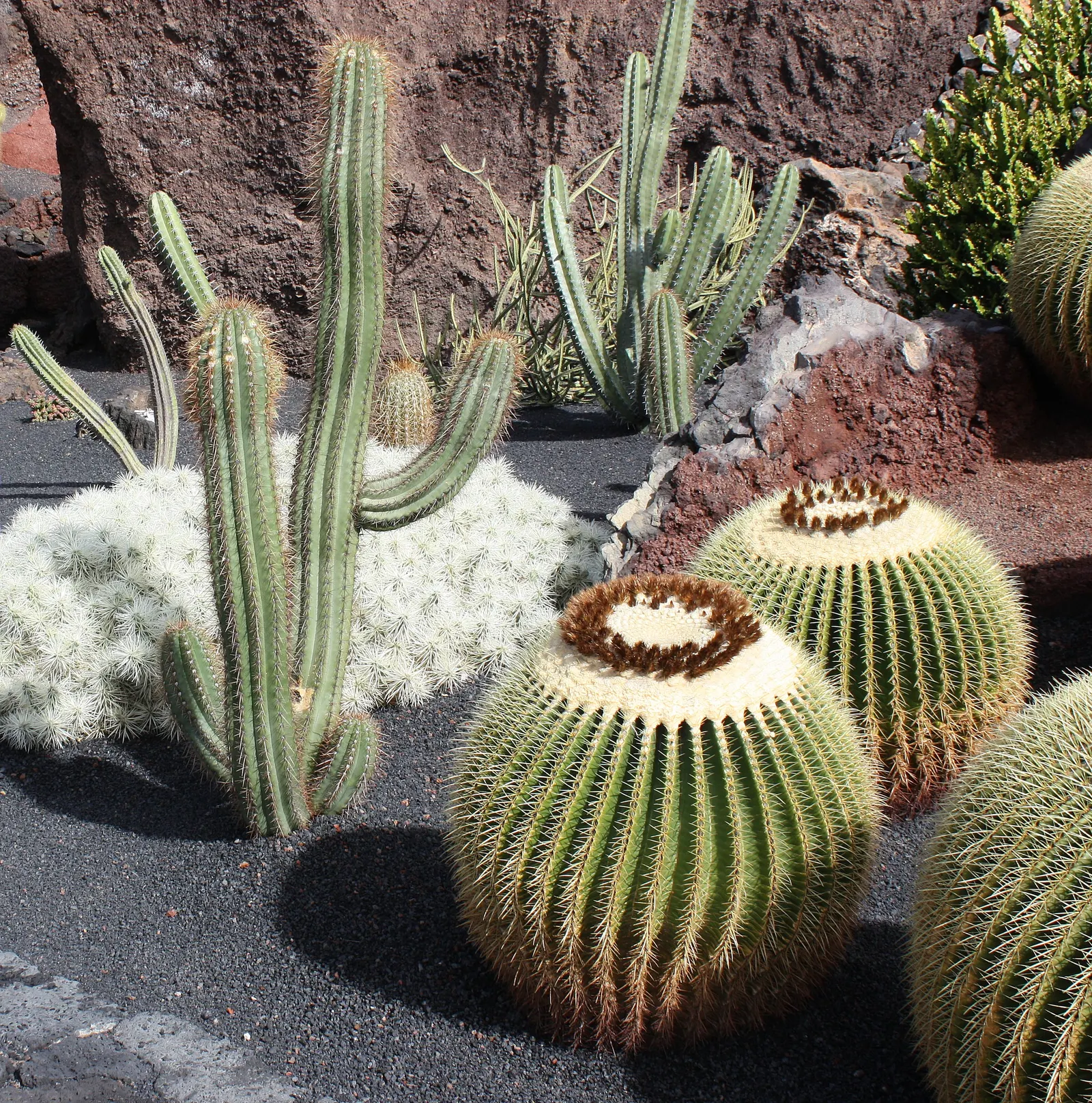 Golden Barrel Cactus (Echinocactus Grusonii) — although this may take several decades; cactus for full or half, image 49