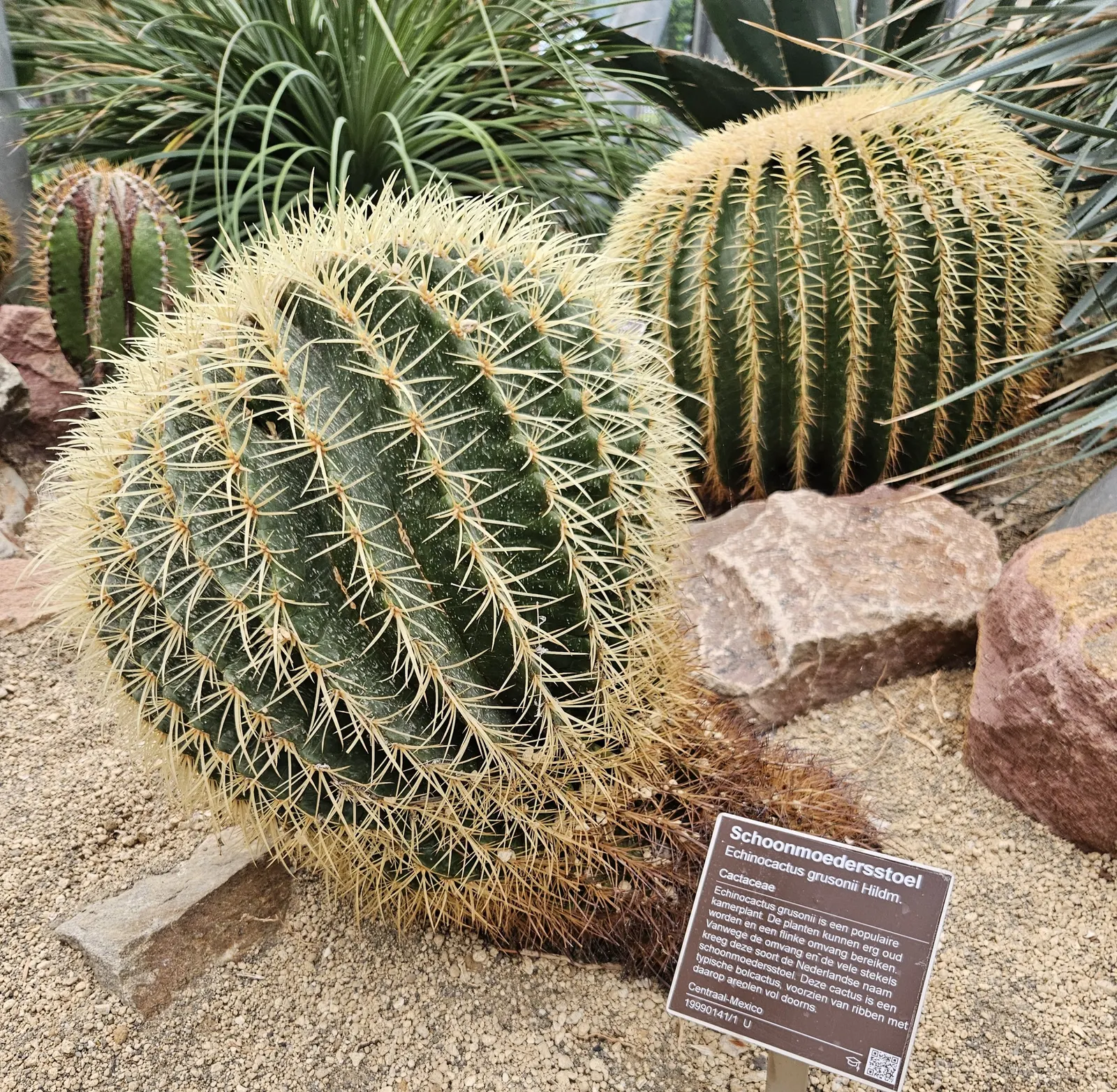 Golden Barrel Cactus (Echinocactus Grusonii) — sharp spines that protect it from herbivores; presents a striking spherical form that eventually, image 130