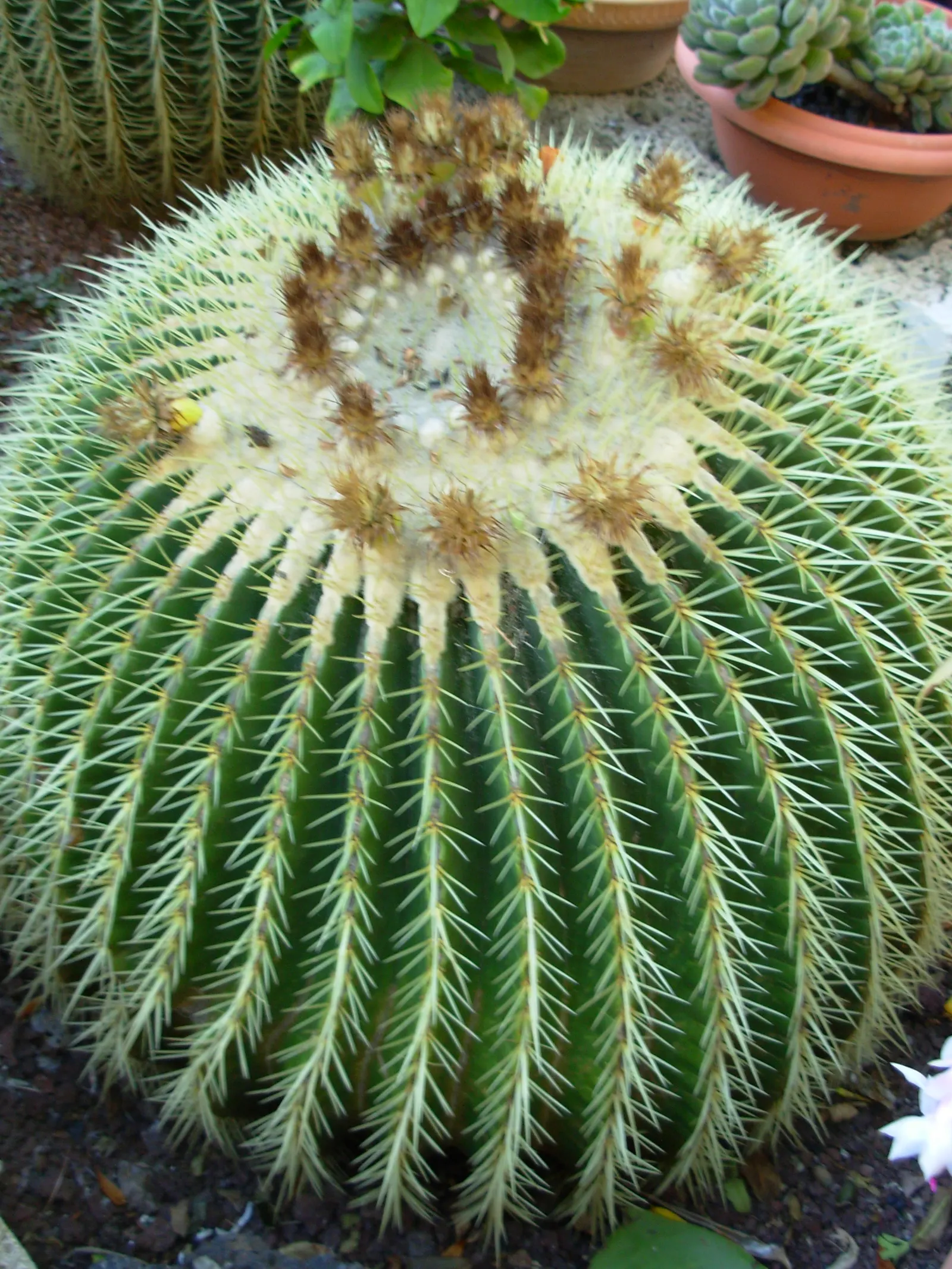 Golden Barrel Cactus (Echinocactus Grusonii) — ensuring it is placed where it will not pose a risk to passersby; sharp spines that protect it from, image 79