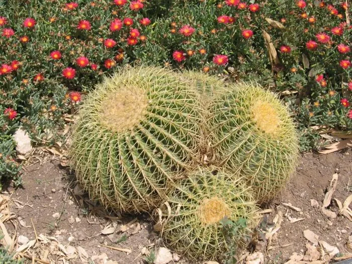 Golden Barrel Cactus (Echinocactus Grusonii) — this slow-growing desert native is drought-tolerant and prefers full sun; its vivid yellow flowers, image 104