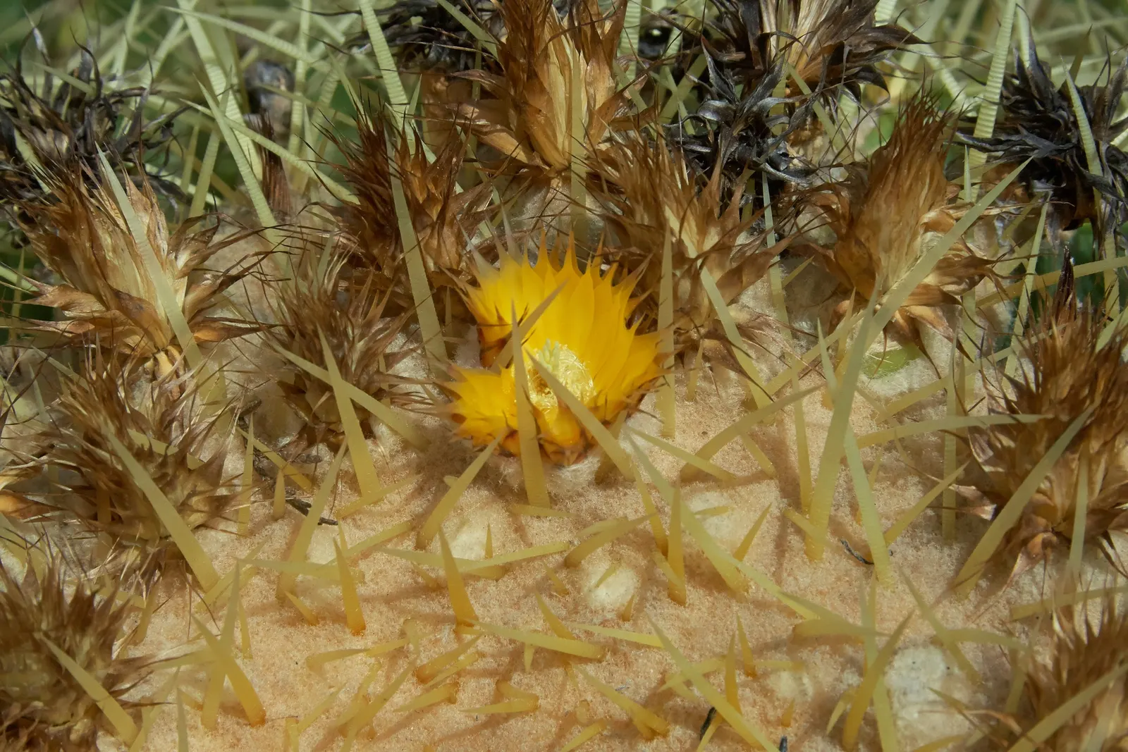 Golden Barrel Cactus (Echinocactus Grusonii) — consideration should be given to its mature size and spiny texture; typically reaching 2-3 feet in, image 98