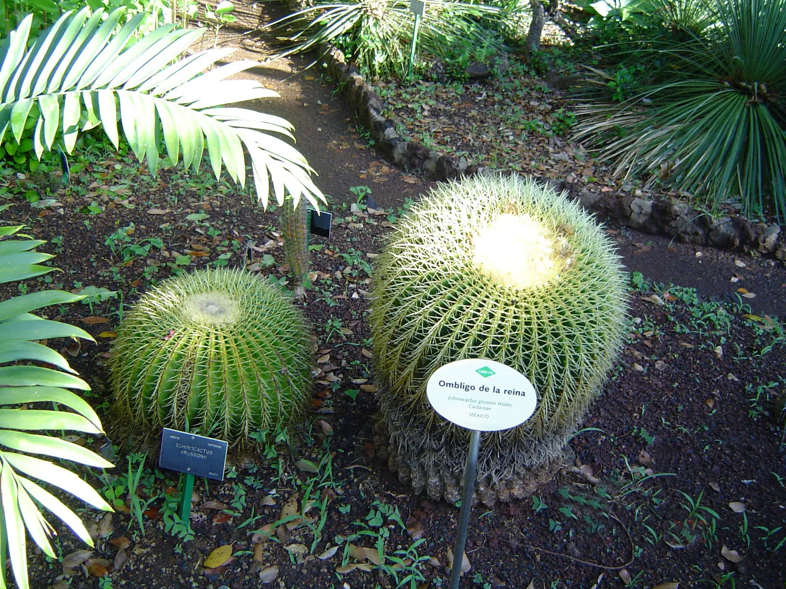 Golden Barrel Cactus (Echinocactus Grusonii) — consideration should be given to its mature size and spiny texture; typically reaching 2-3 feet in, image 118