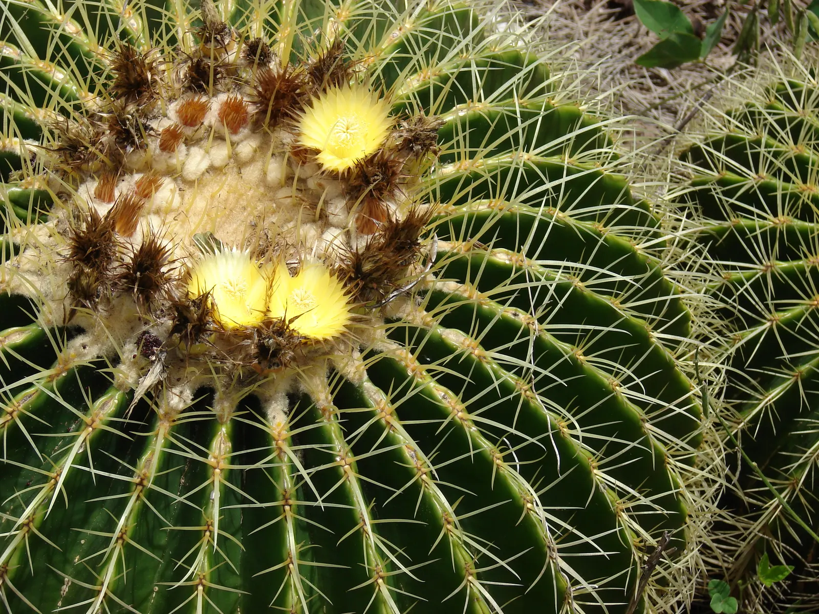 Golden Barrel Cactus (Echinocactus Grusonii) — is a spherical plant featuring prominent ribs with dense clusters of yellow spines; this, image 61