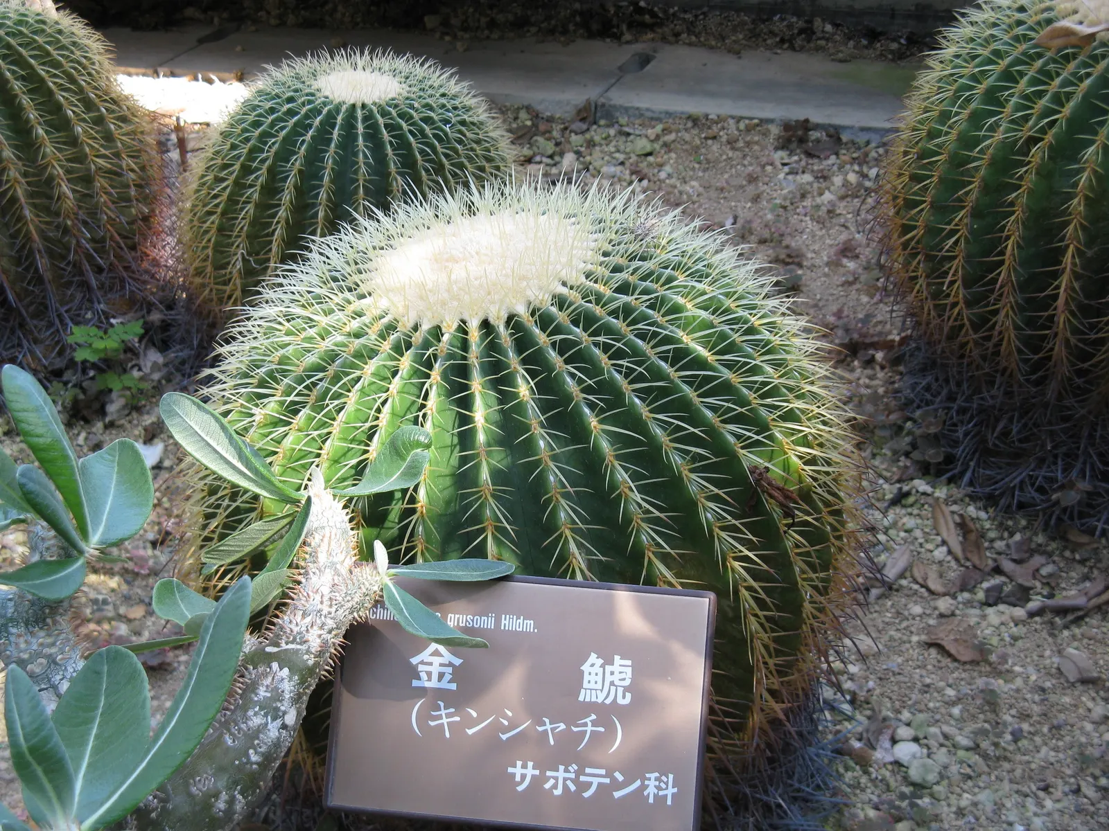Golden Barrel Cactus (Echinocactus Grusonii) — the Golden Barrel Cactus showcases a ring of showy yellow flowers at its crown; is a spherical plant, image 152