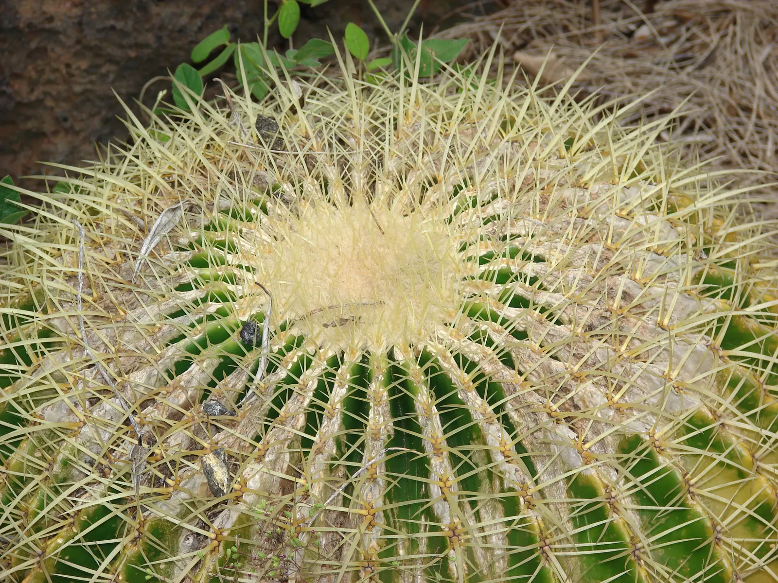 Golden Barrel Cactus (Echinocactus Grusonii) — Its vivid yellow flowers atop the crown offer a vibrant display; the Golden Barrel Cactus showcases, image 125