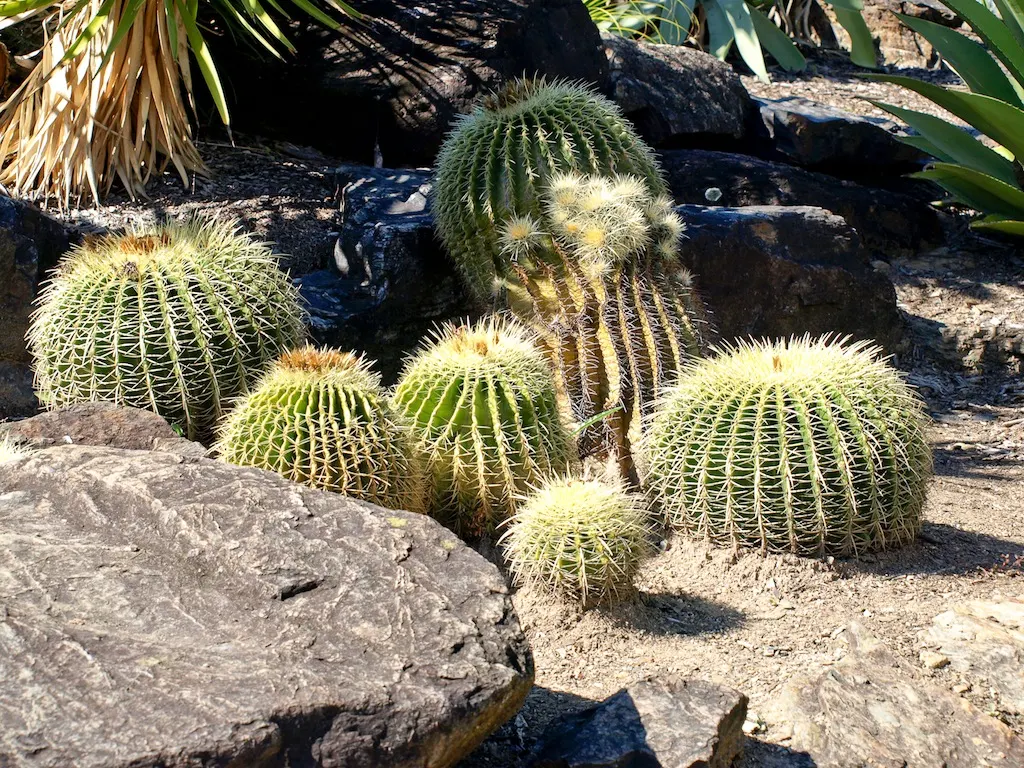 Golden Barrel Cactus (Echinocactus Grusonii) — requiring minimal maintenance once established; with infrequent but deep watering throughout the warmer months