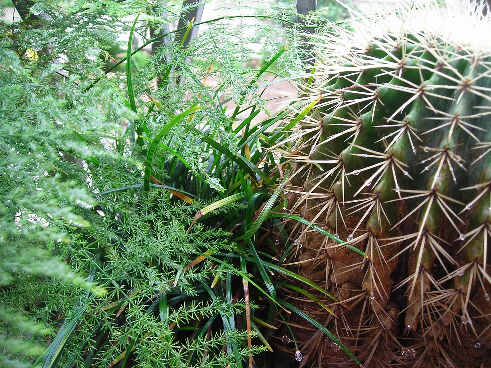 Golden Barrel Cactus (Echinocactus Grusonii) — These spines emerge yellow, maturing to a pale whitish hue