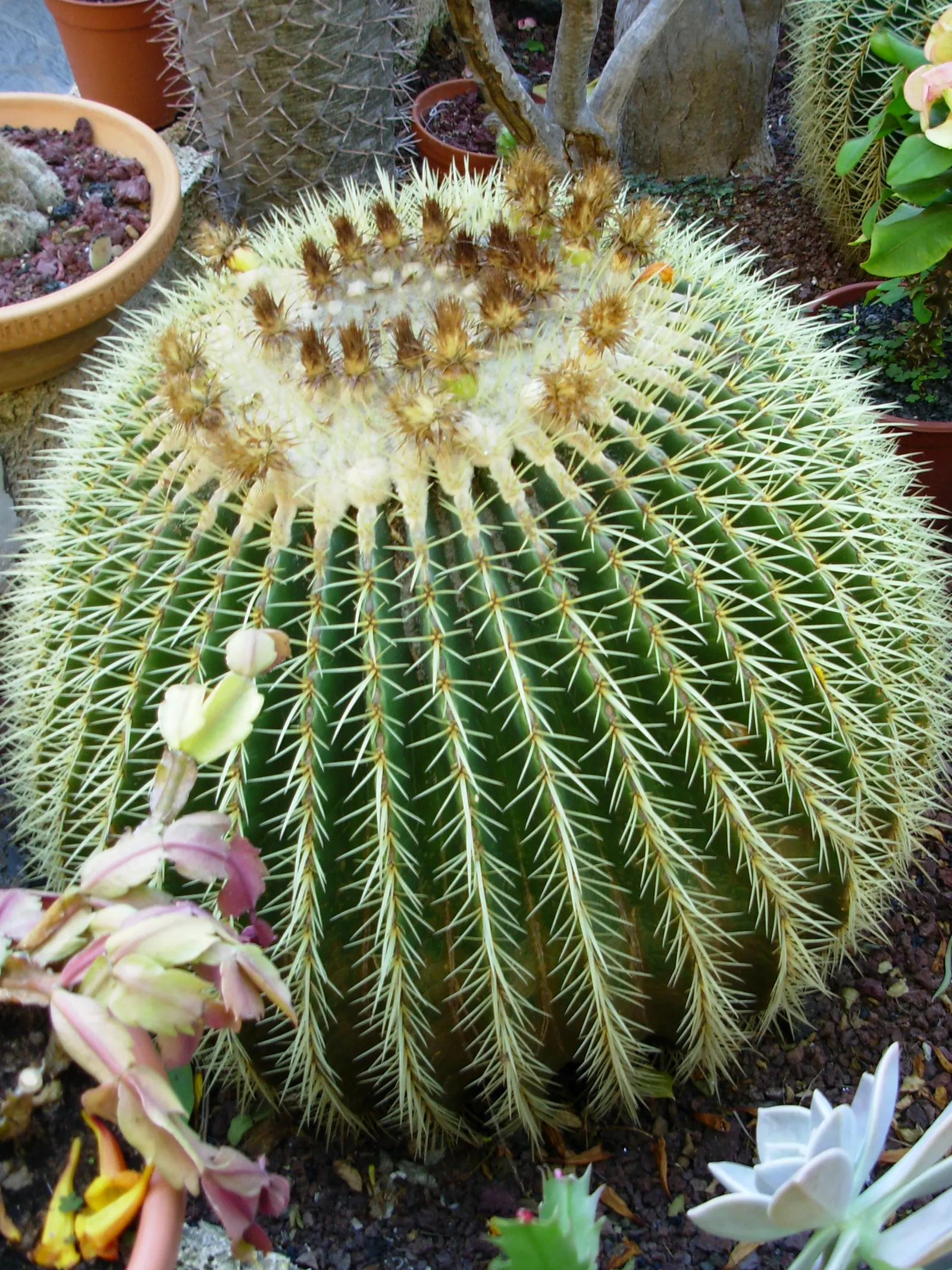 Golden Barrel Cactus (Echinocactus Grusonii) — sharp spines that protect it from herbivores; presents a striking spherical form that eventually, image 150