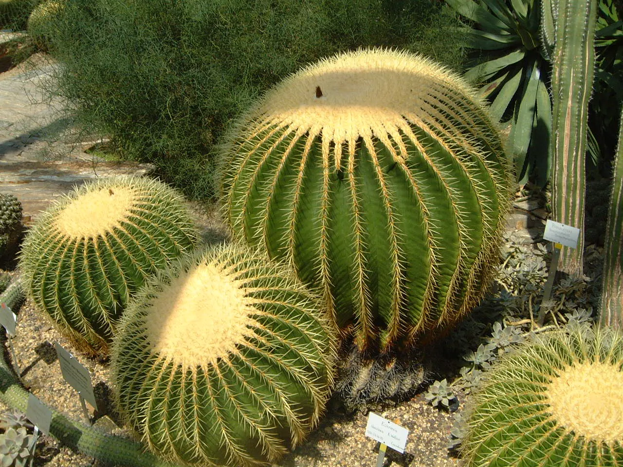 Golden Barrel Cactus (Echinocactus Grusonii) — with infrequent but deep watering throughout the warmer months