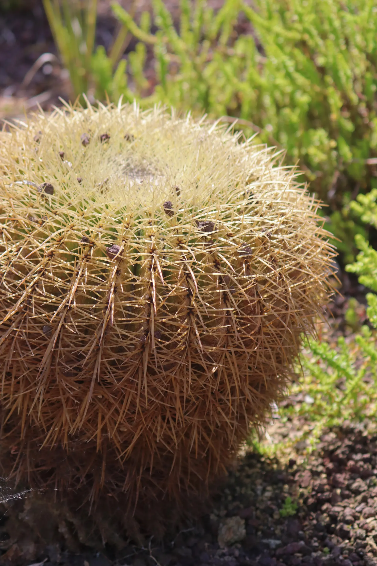 Golden Barrel Cactus (Echinocactus Grusonii) — with infrequent but deep watering throughout the warmer months; maturing to a striking golden hue
