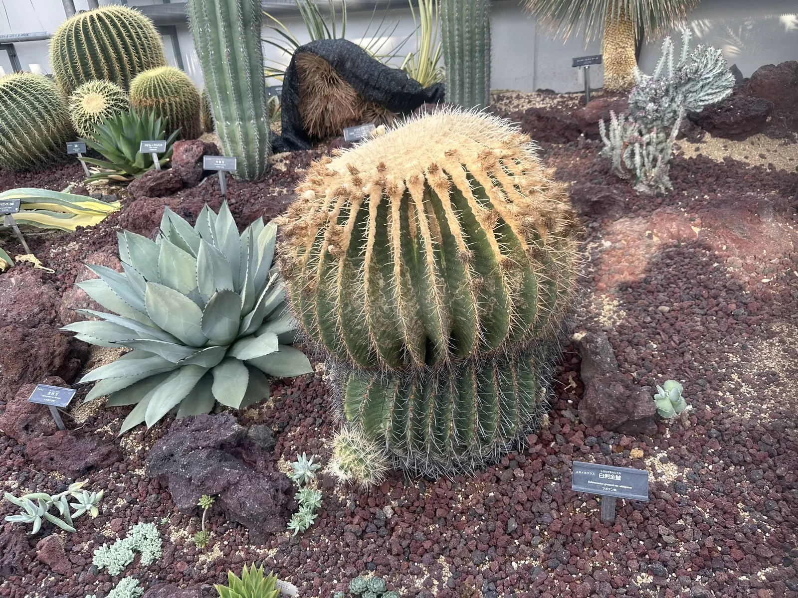 Golden Barrel Cactus (Echinocactus Grusonii) — presents a striking spherical form that eventually elongates slightly with age; ideal for, image 147