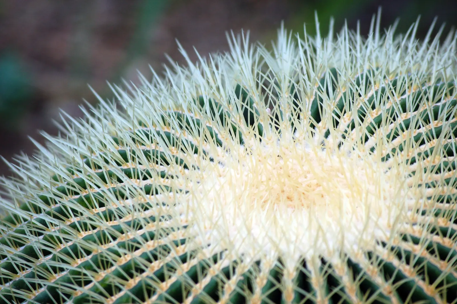 Golden Barrel Cactus (Echinocactus Grusonii) — this slow-growing desert native is drought-tolerant and prefers full sun; its vivid yellow flowers atop the