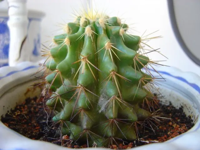 Golden Barrel Cactus (Echinocactus Grusonii) — although flowering is rare for specimens grown indoors; as an iconic symbol of arid landscapes, image 93