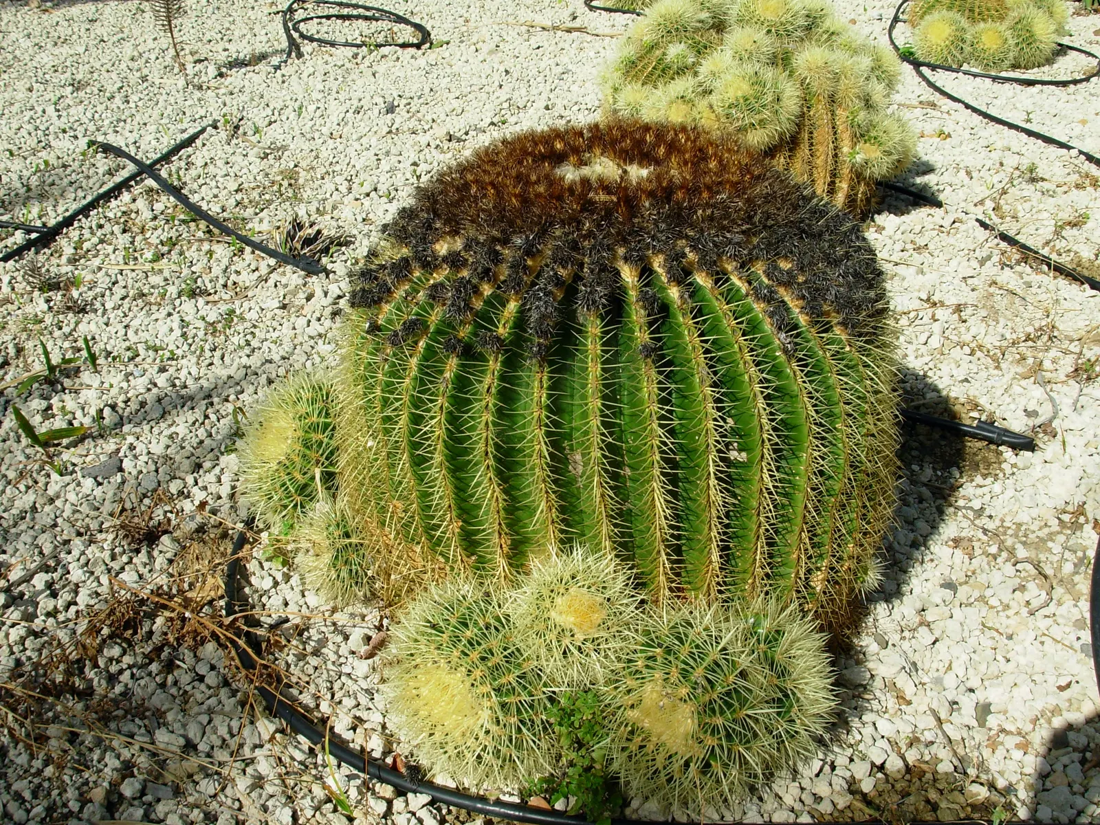 Golden Barrel Cactus (Echinocactus Grusonii) — cactus for full or half; when incorporated into garden designs, image 160