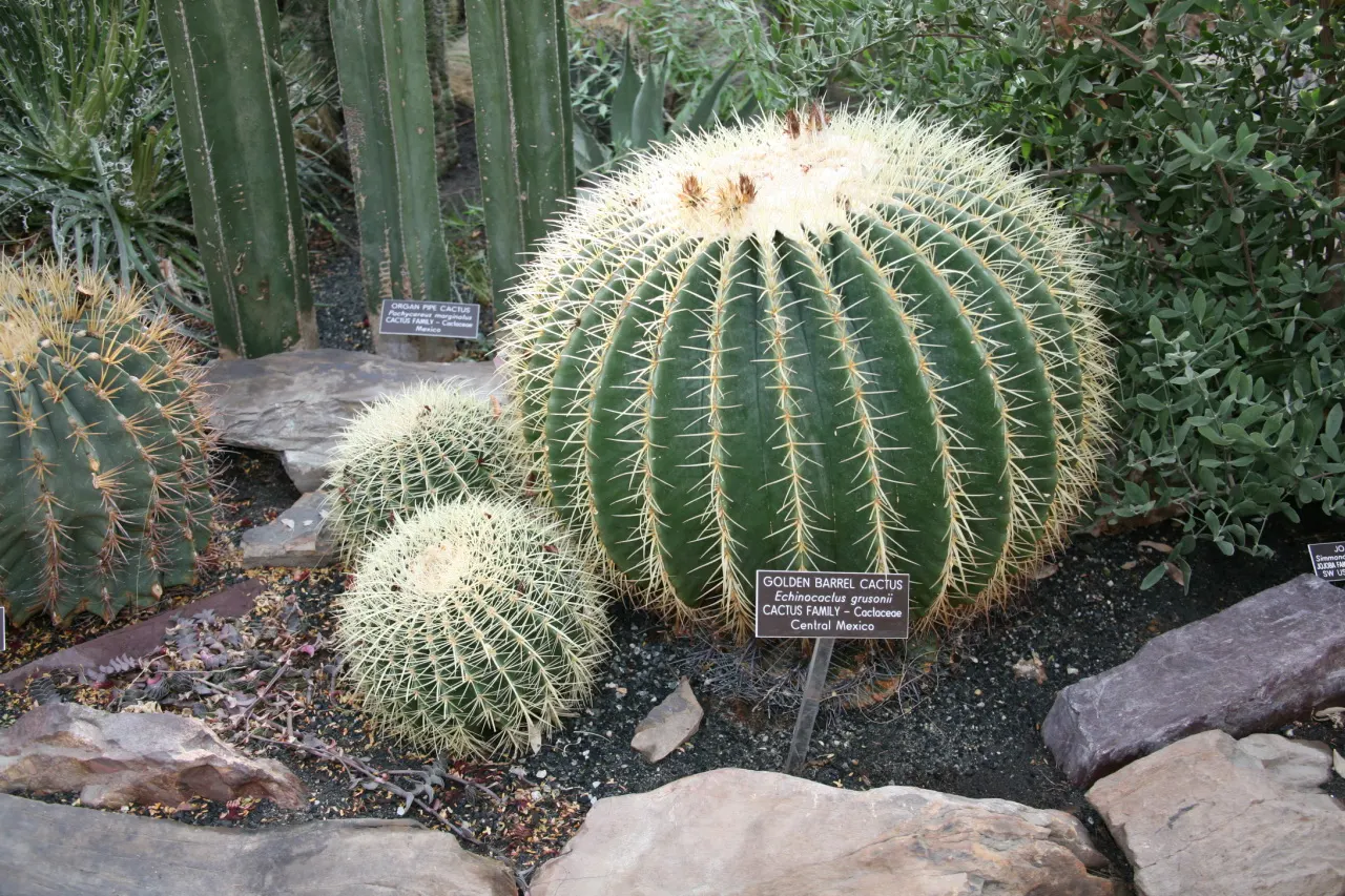 Golden Barrel Cactus (Echinocactus Grusonii) — this slow-growing desert native is drought-tolerant and prefers full sun; its vivid yellow flowers, image 44