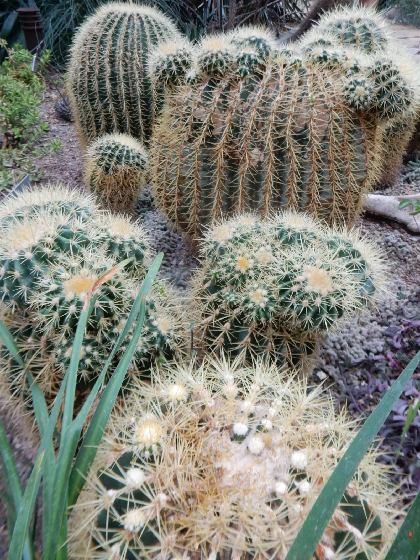 Golden Barrel Cactus (Echinocactus Grusonii) — sharp spines that protect it from herbivores; presents a striking spherical form that eventually, image 90