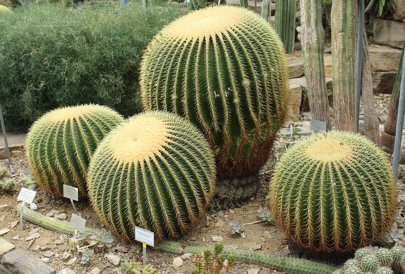 Golden Barrel Cactus (Echinocactus Grusonii) — As an iconic symbol of arid landscapes; although flowering is rare for specimens grown indoors, image 68