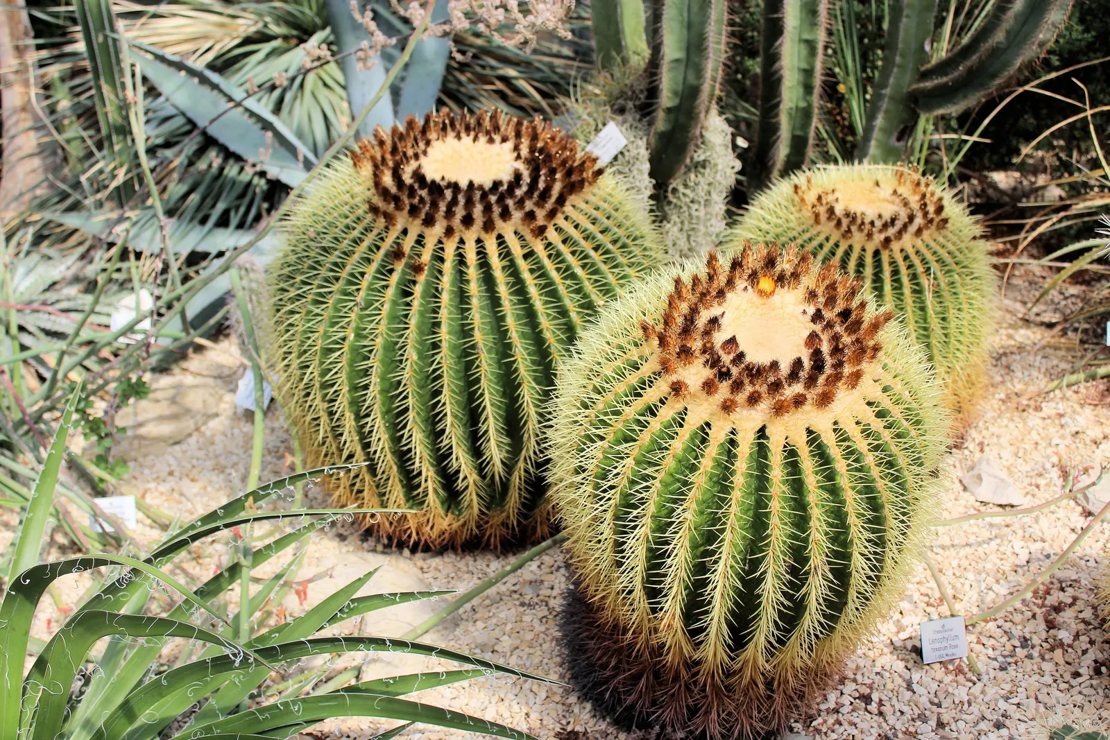 Golden Barrel Cactus (Echinocactus Grusonii) — sharp spines that protect it from herbivores; presents a striking spherical form that eventually elongates