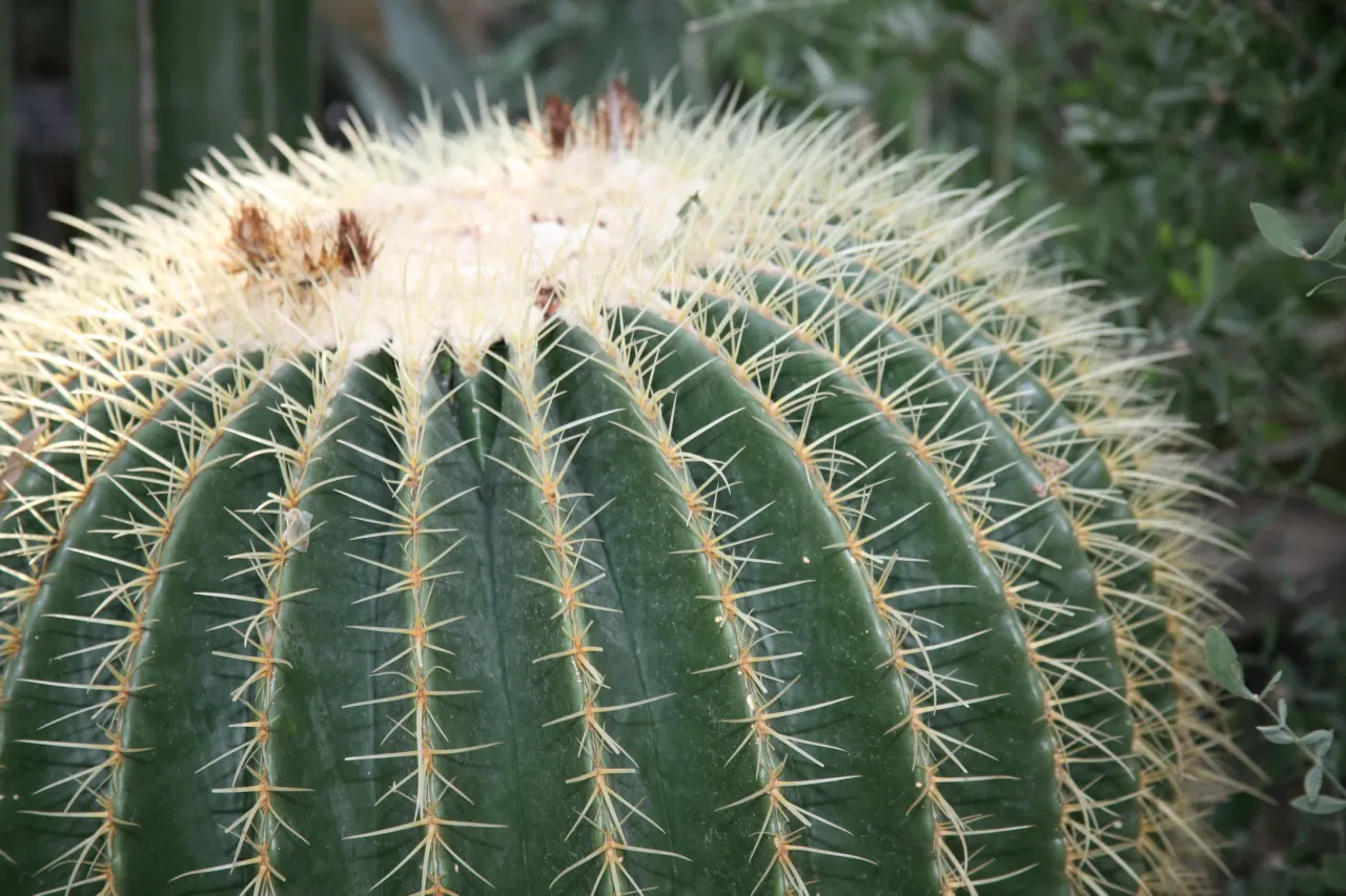 Golden Barrel Cactus (Echinocactus Grusonii) — Typically reaching 2-3 feet in diameter; consideration should be given to its mature size and spiny, image 103
