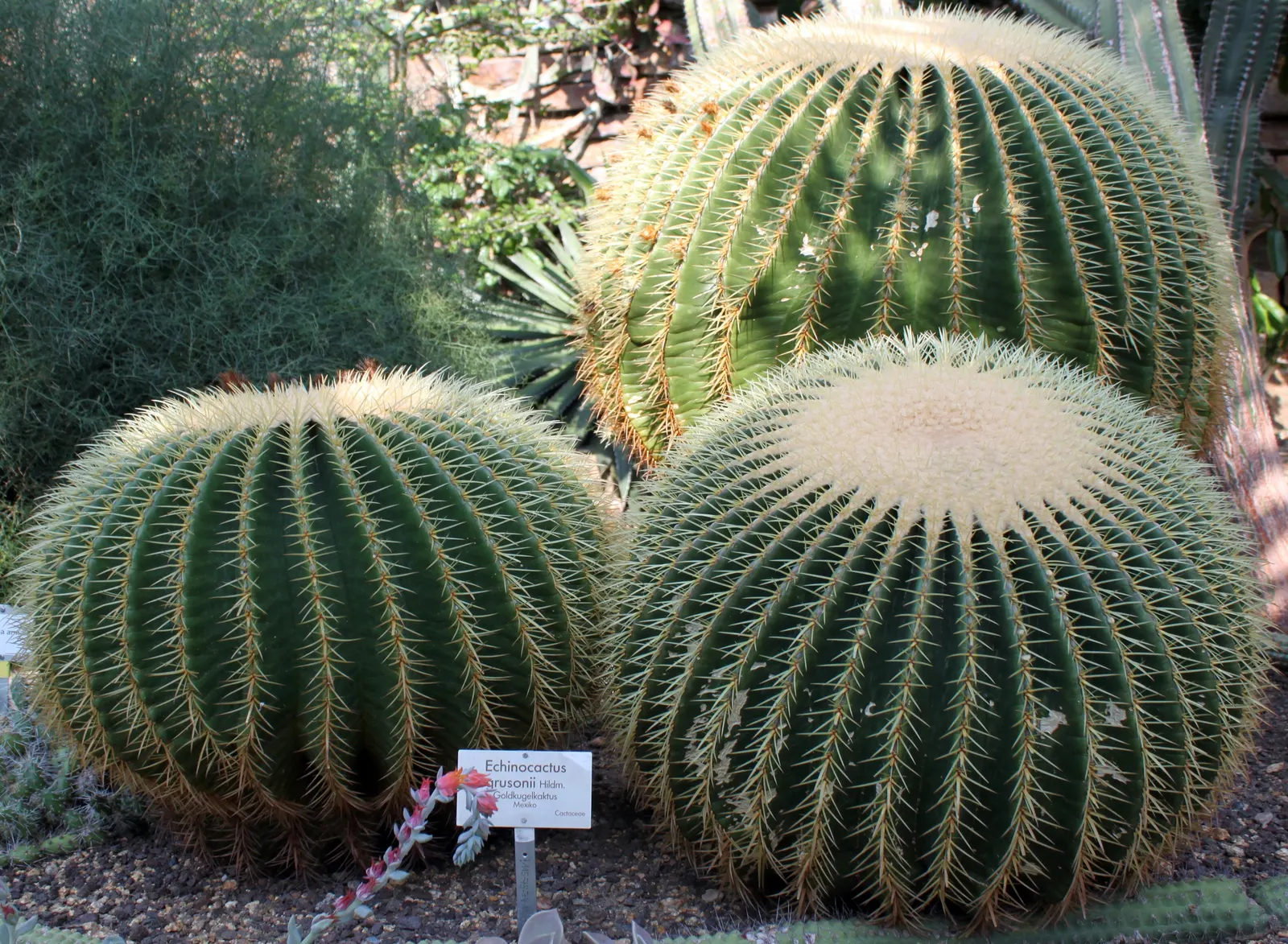 Golden Barrel Cactus (Echinocactus Grusonii) — this slow-growing desert native is drought-tolerant and prefers full sun