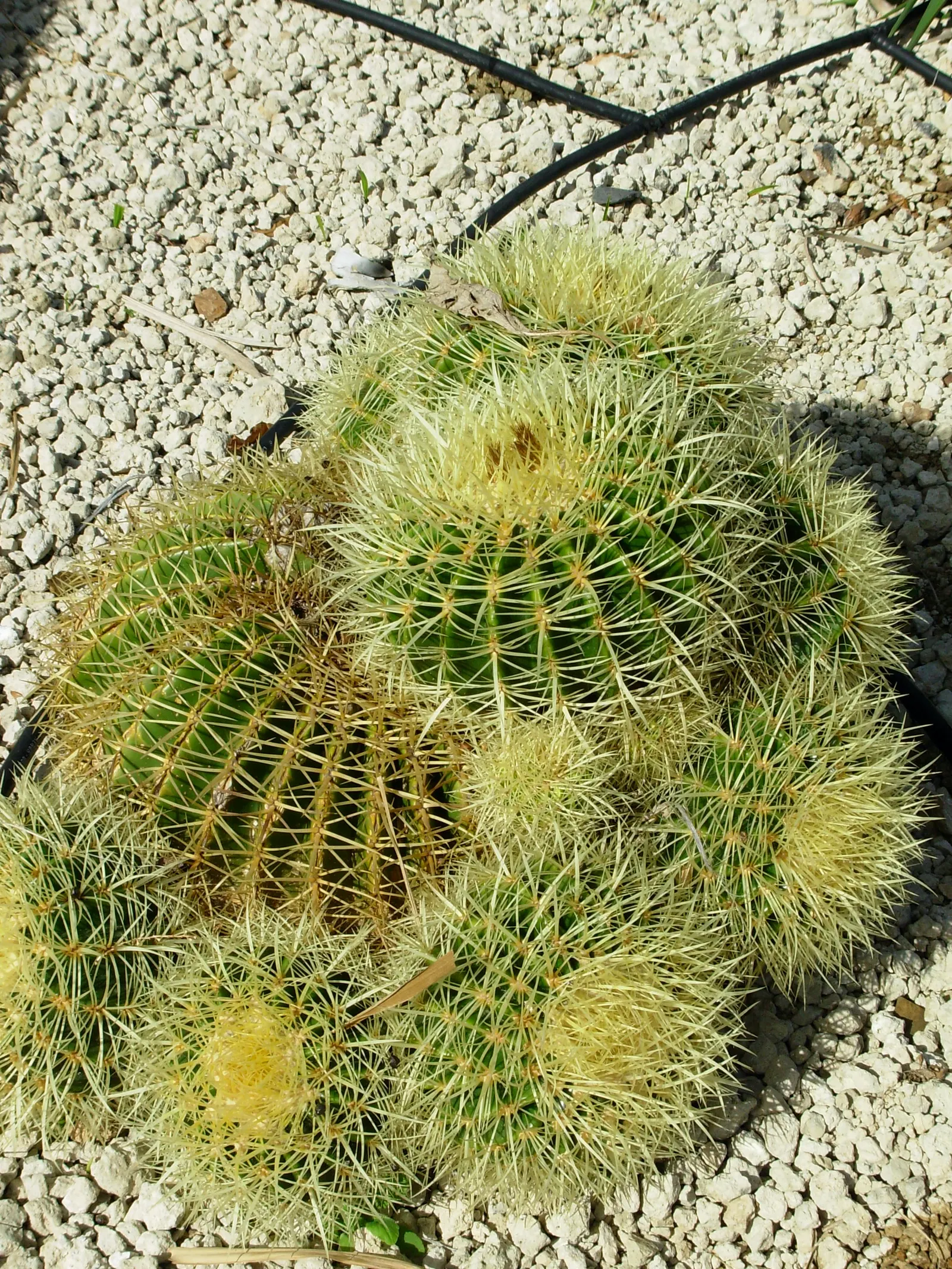 Golden Barrel Cactus (Echinocactus Grusonii) — cactus for full or half; when incorporated into garden designs, image 120
