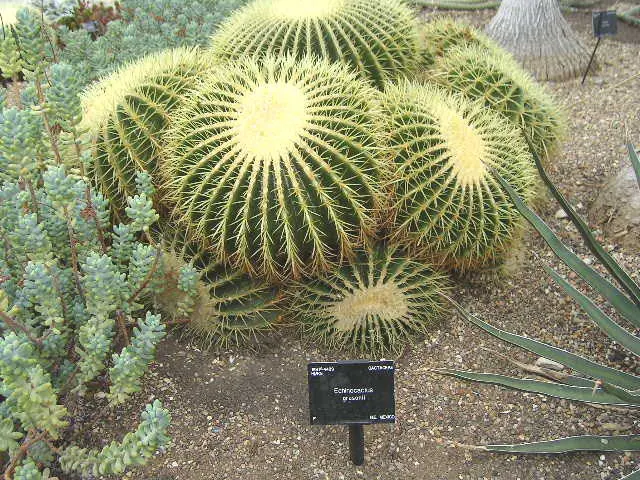 Golden Barrel Cactus (Echinocactus Grusonii) — Ideal for xeriscaping, it provides dramatic texture and year-round interest in warm, arid climates, image 126