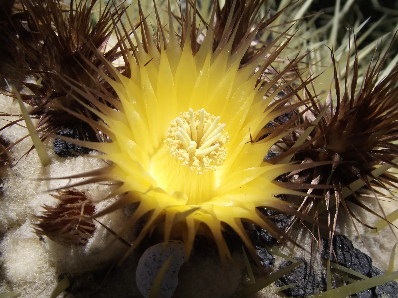 Golden Barrel Cactus (Echinocactus Grusonii) — is a spherical plant featuring prominent ribs with dense clusters of yellow spines; this, image 161