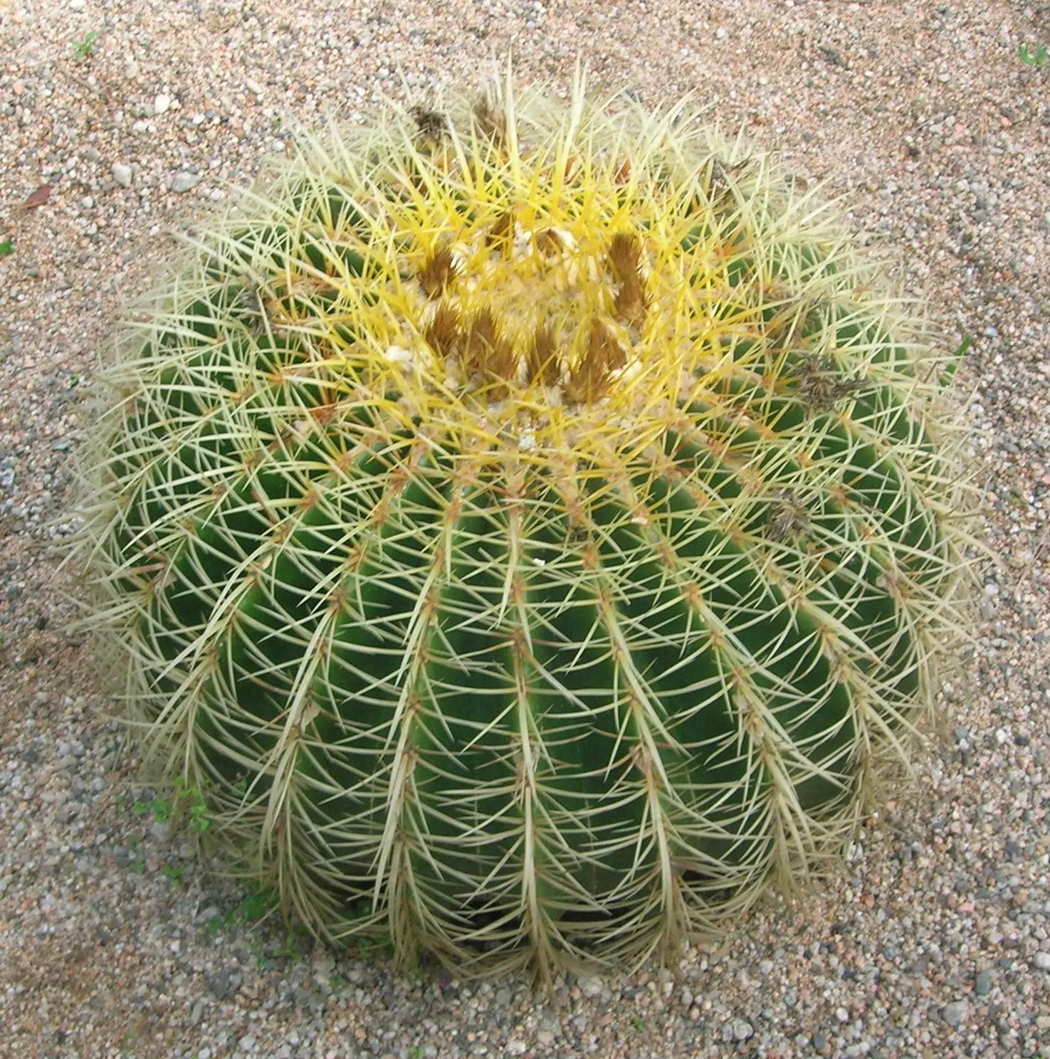 Golden Barrel Cactus (Echinocactus Grusonii) — although this may take several decades; cactus for full or half, image 109