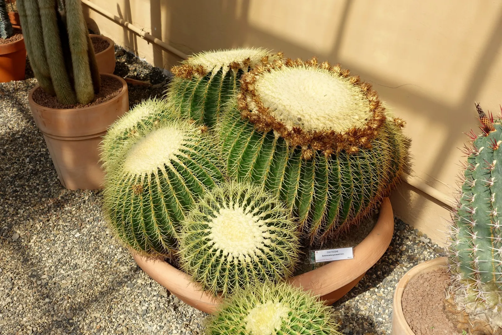 Golden Barrel Cactus (Echinocactus Grusonii) — with infrequent but deep watering throughout the warmer months; maturing to a striking golden hue, image 95