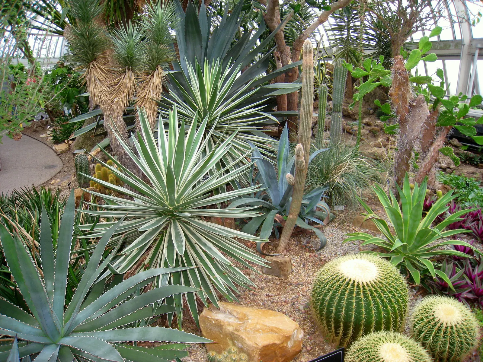 Golden Barrel Cactus (Echinocactus Grusonii) — Ideal for xeriscaping, it provides dramatic texture and year-round interest in warm, arid climates; ensuring it