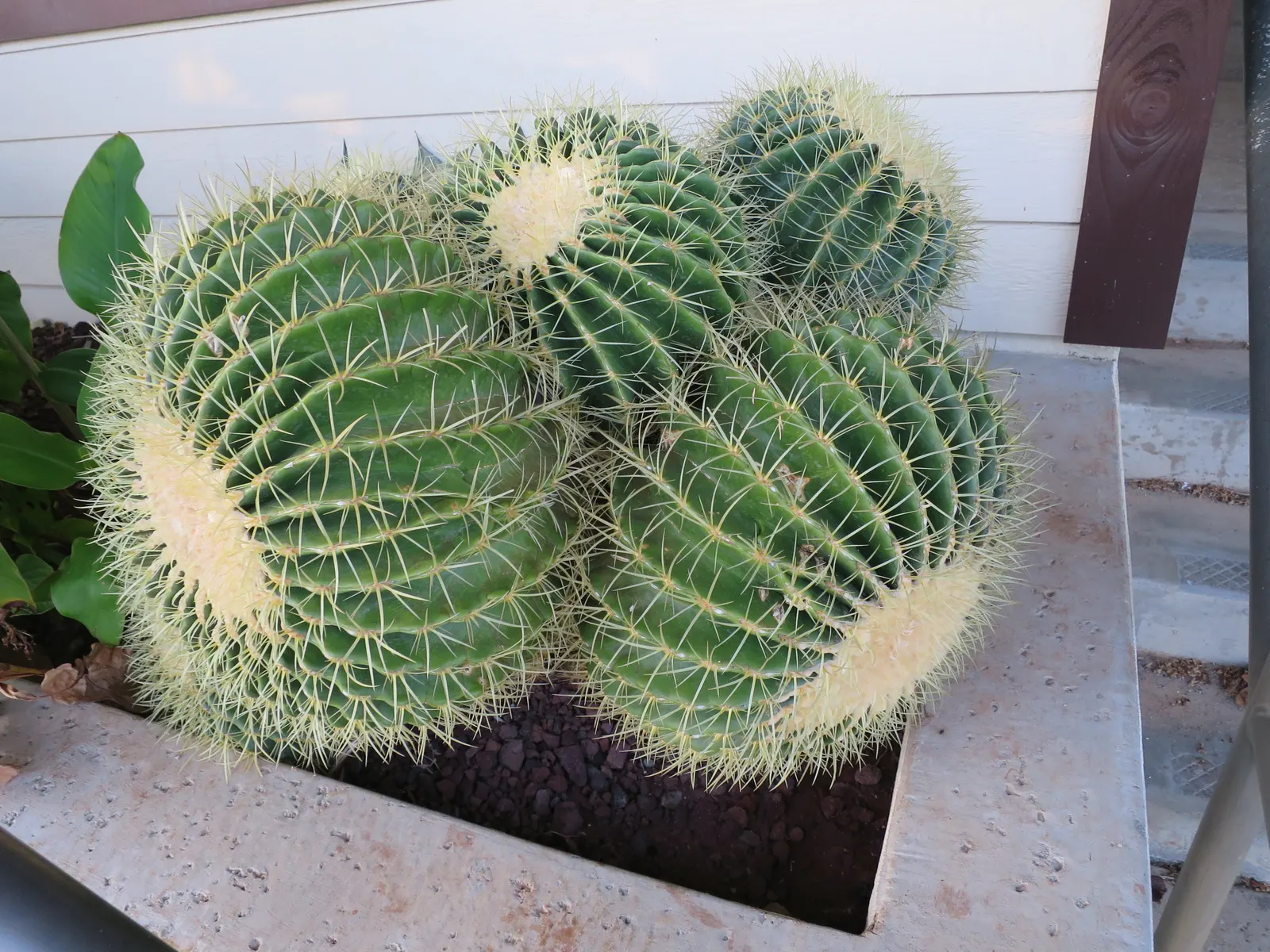 Golden Barrel Cactus (Echinocactus Grusonii) — These spines emerge yellow, maturing to a pale whitish hue; requiring minimal maintenance once, image 91
