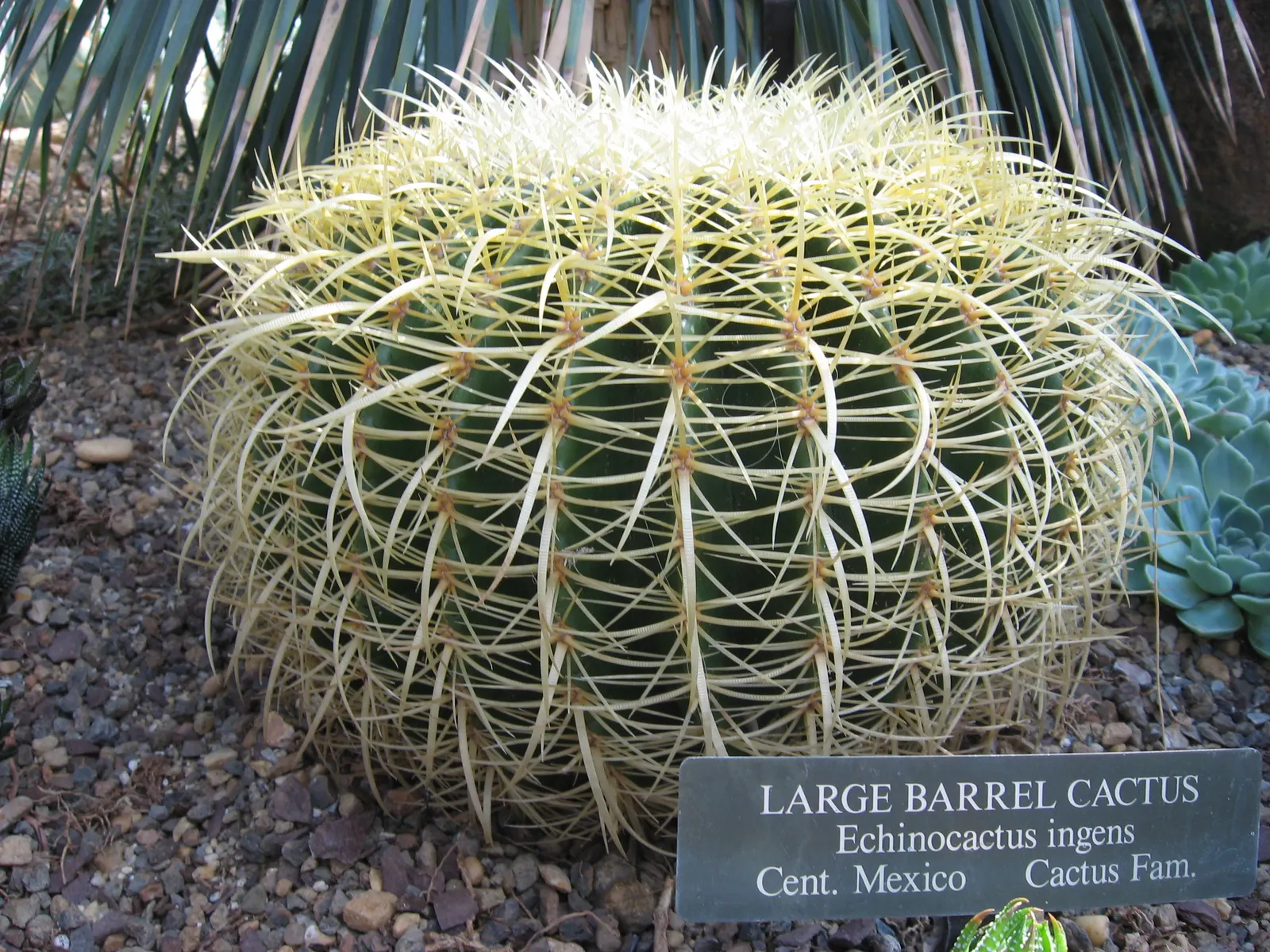 Golden Barrel Cactus (Echinocactus Grusonii) — ensuring it is placed where it will not pose a risk to passersby; sharp spines that protect it from, image 139