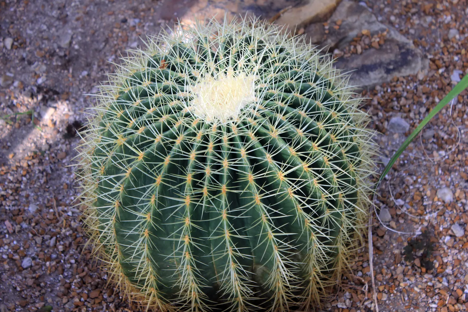 Golden Barrel Cactus (Echinocactus Grusonii) — is a spherical plant featuring prominent ribs with dense clusters of yellow spines; this, image 121