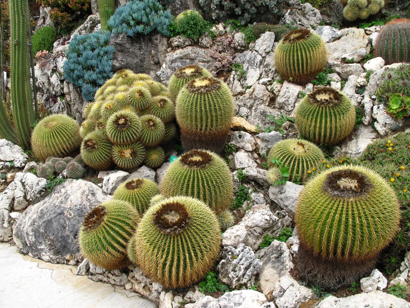 Golden Barrel Cactus (Echinocactus Grusonii) — maturing to a striking golden hue; these spines emerge yellow, maturing to a pale whitish hue, image 62