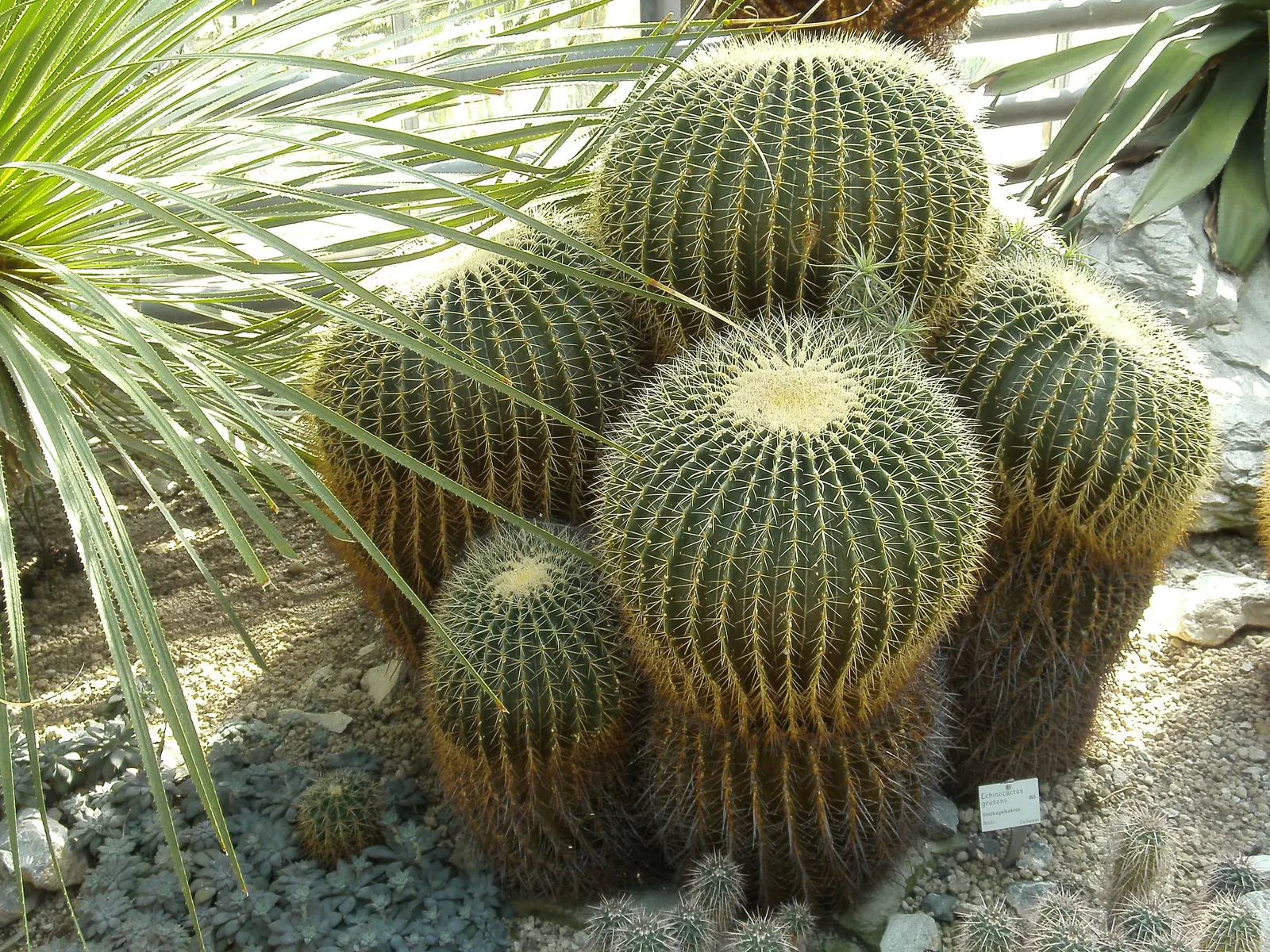 Golden Barrel Cactus (Echinocactus Grusonii) — Typically reaching 2-3 feet in diameter; consideration should be given to its mature size and spiny, image 143