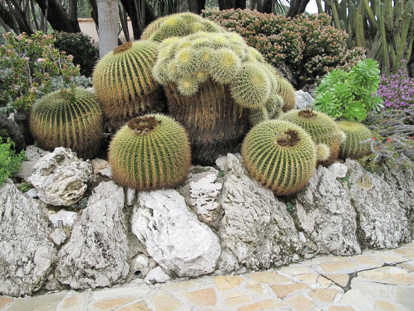 Golden Barrel Cactus (Echinocactus Grusonii) — When incorporated into garden designs; watering should be reduced significantly to mirror its native, image 77