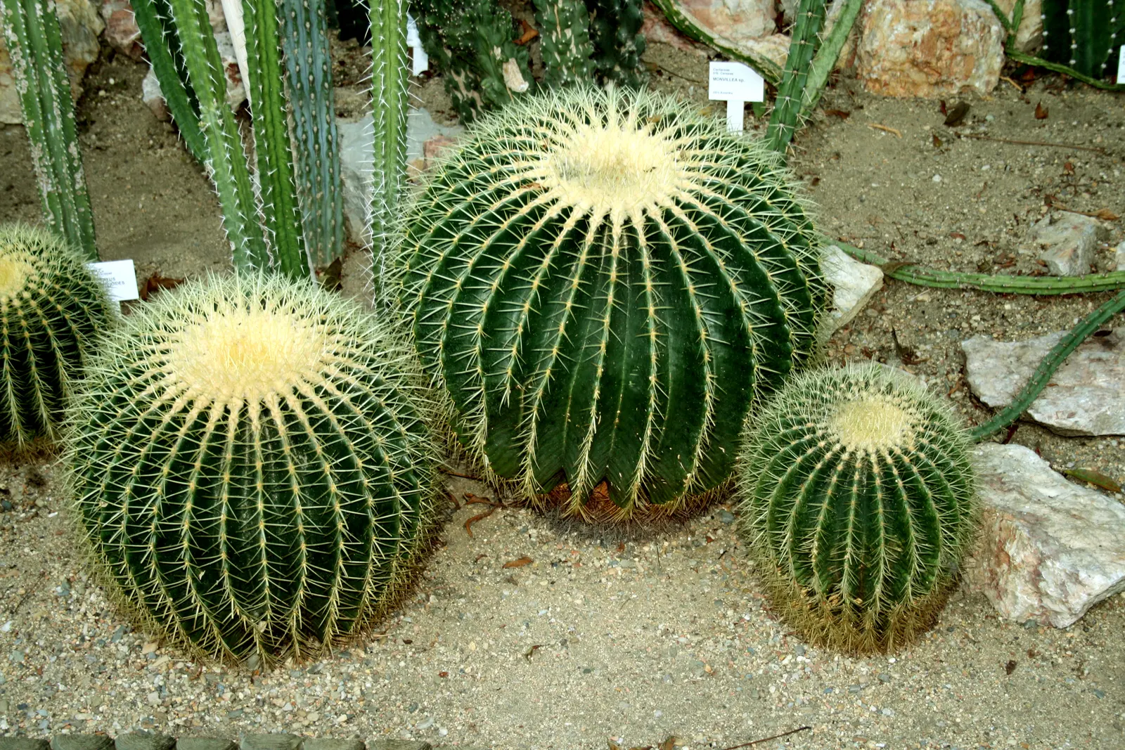 Golden Barrel Cactus (Echinocactus Grusonii) — the Golden Barrel Cactus showcases a ring of showy yellow flowers at its crown