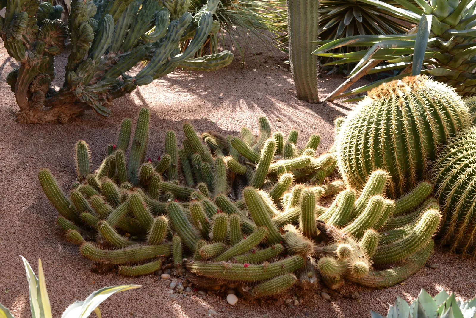 Golden Barrel Cactus (Echinocactus Grusonii) — These spines emerge yellow, maturing to a pale whitish hue; requiring minimal maintenance once, image 71