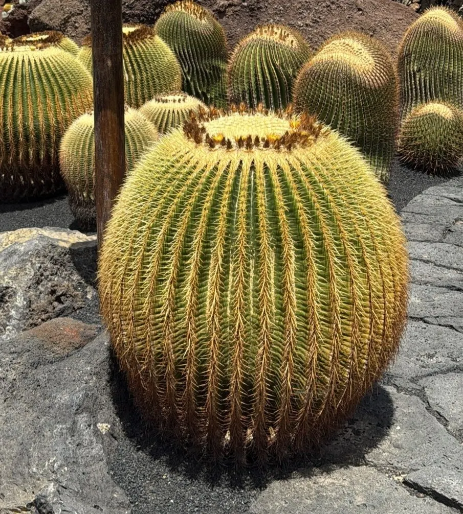 Golden Barrel Cactus (Echinocactus Grusonii) — is a spherical plant featuring prominent ribs with dense clusters of yellow spines; this, image 101