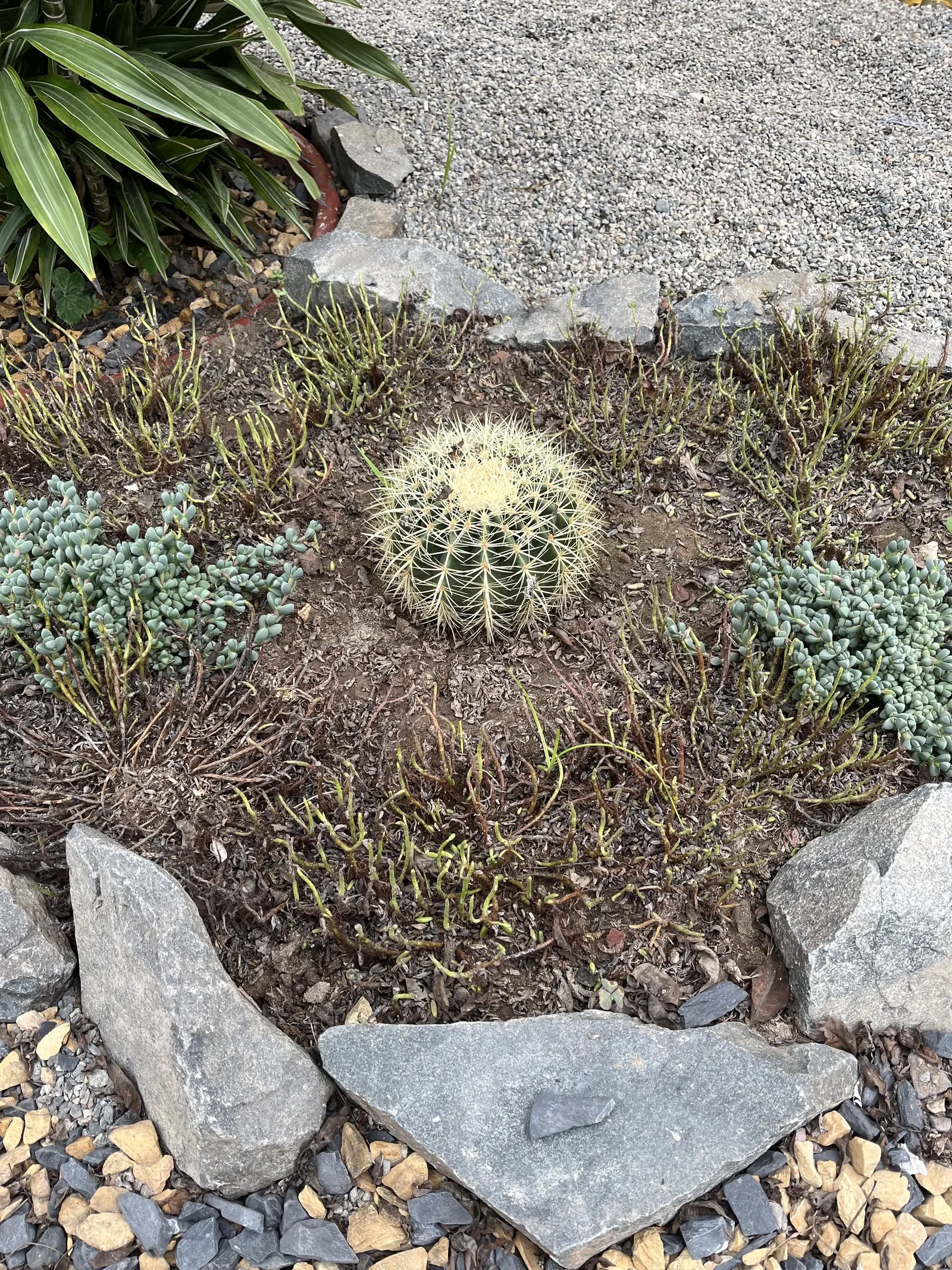 Golden Barrel Cactus (Echinocactus Grusonii) — presents a striking spherical form that eventually elongates slightly with age; ideal for, image 87