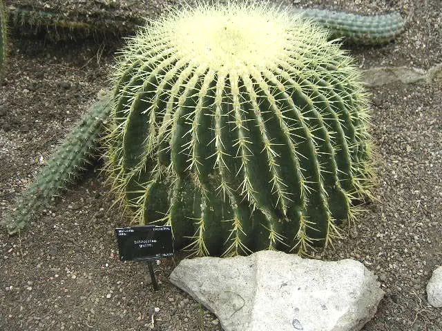Golden Barrel Cactus (Echinocactus Grusonii) — requiring minimal maintenance once established; with infrequent but deep watering throughout the, image 114