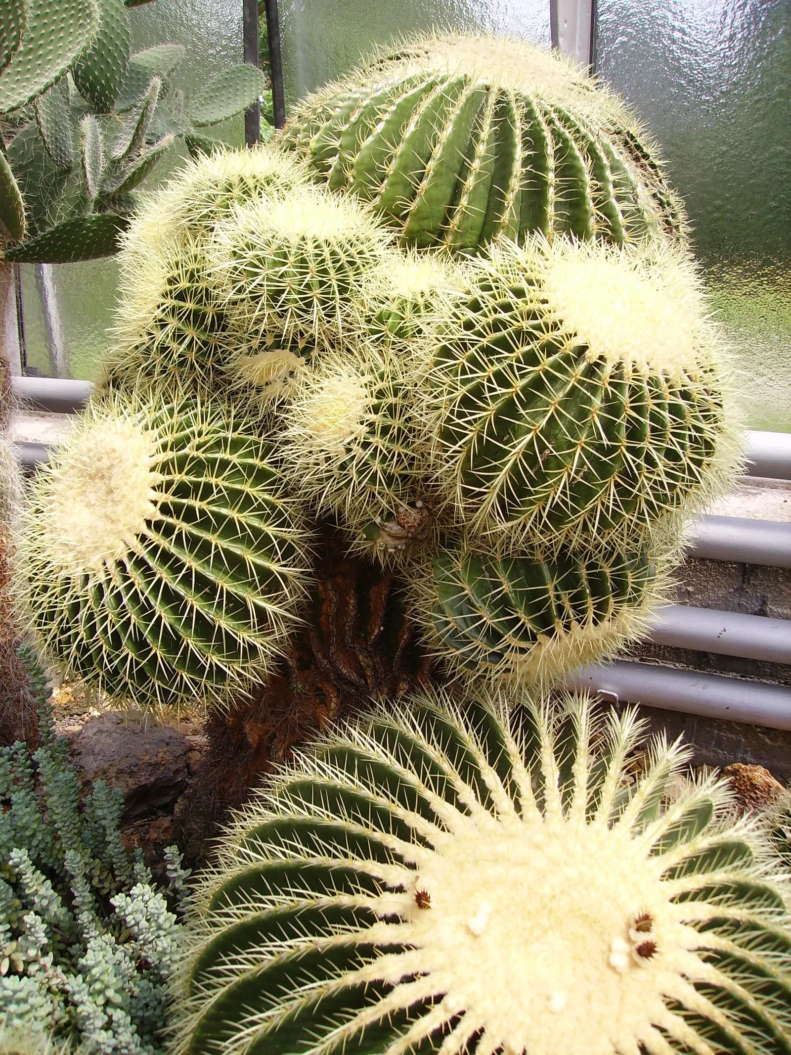 Golden Barrel Cactus (Echinocactus Grusonii) — Typically reaching 2-3 feet in diameter