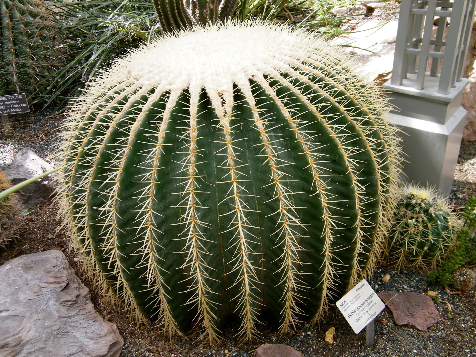 Golden Barrel Cactus (Echinocactus Grusonii) — ensuring it is placed where it will not pose a risk to passersby; sharp spines that protect it from, image 59